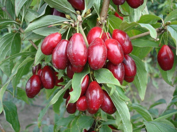 Cornus Mas, Cornelian Cherry Bolestraszycki NEW