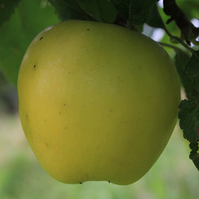 Councillor (Irish Heritage Apple Tree)