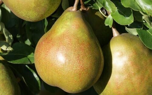 Beurre Superfin Classic French Pear.
