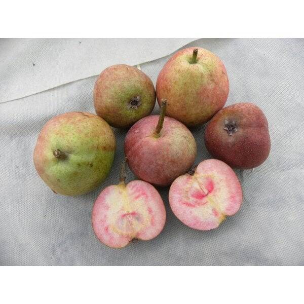 Cocomerina Red Flesh Pear