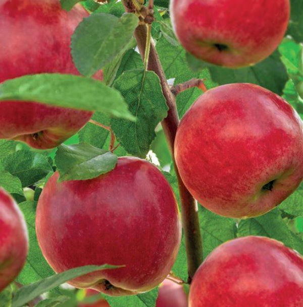 Apple Santana