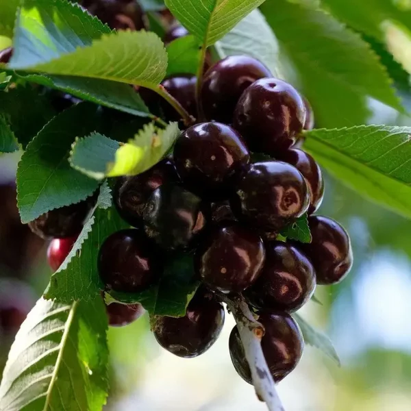 Cherry Kordia