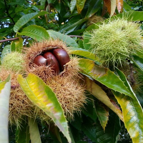 Marigoule Chestnut tree. Early, Partially self fertile, Disease resistant.