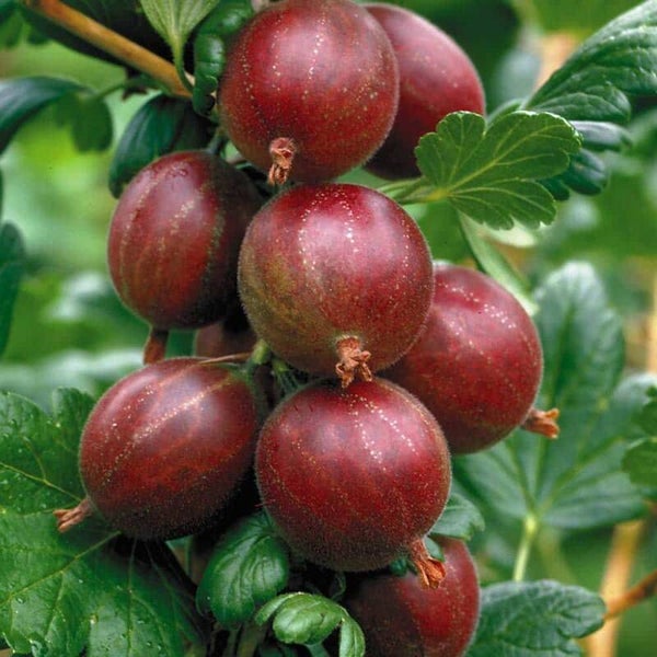 Hinnonmaki Red Gooseberry Bareroot