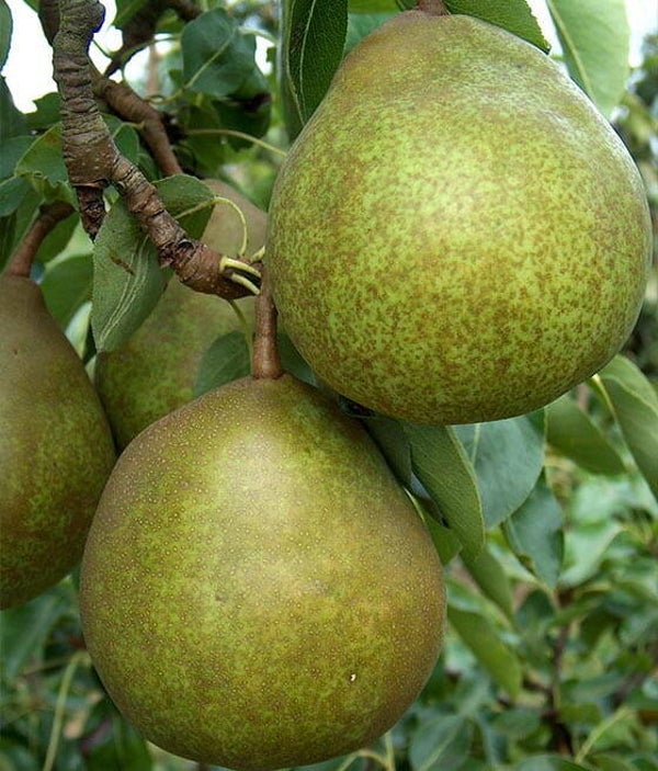 Beurre Hardy Pear Bareroot 2yr