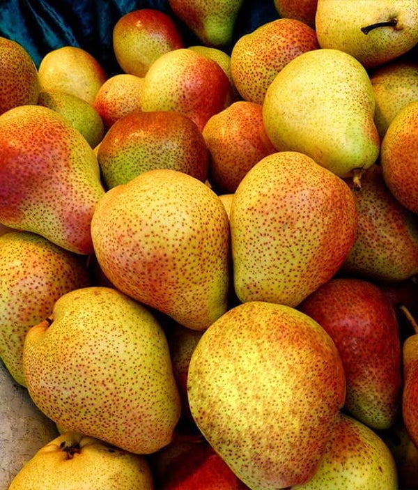 Clapps Favorite Pear Bareroot