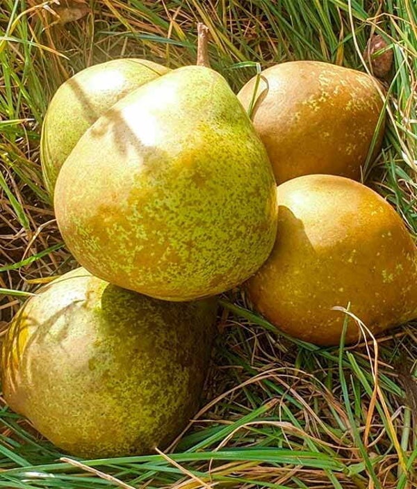 General Leclerc Pear Bareroot 2yr
