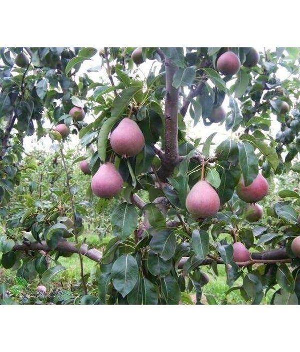 Radana Pear Bareroot 2yr