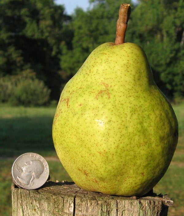 Ukrainian Pear Bareroot 2yr