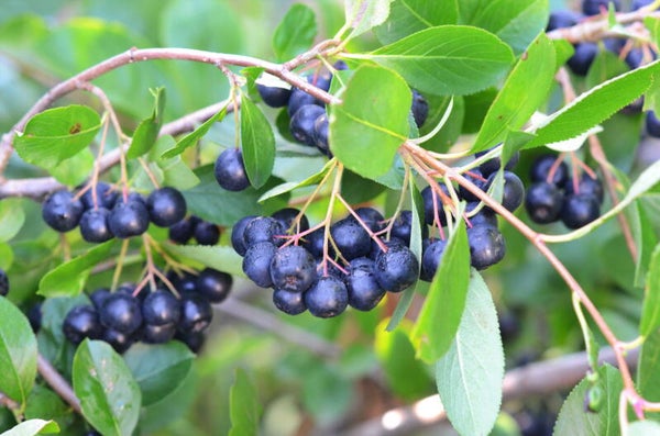 Aronia Berry