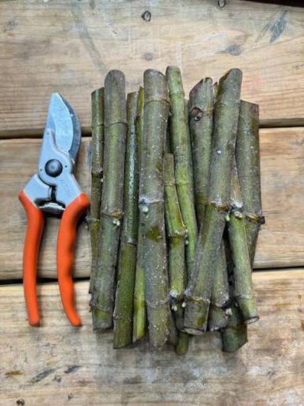 Fig Cuttings