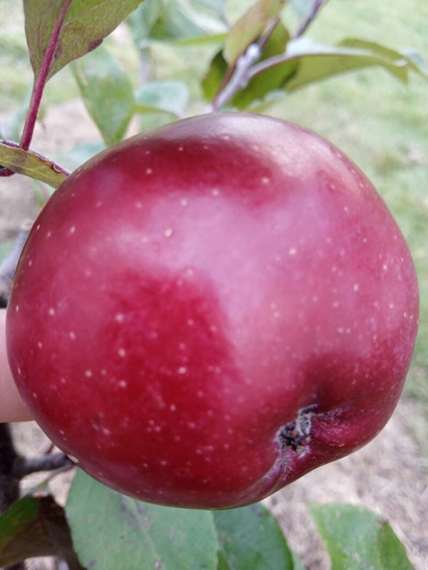 Baya Marisa Apple