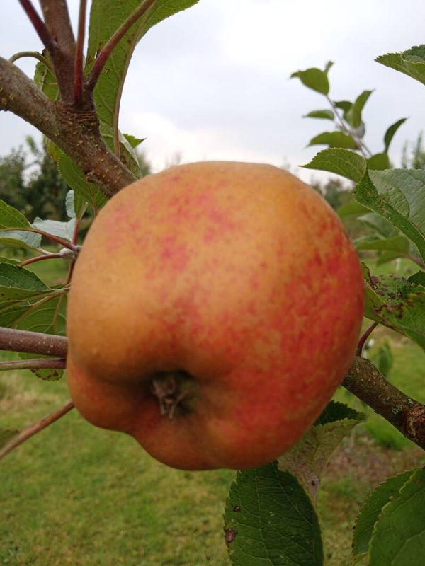 Ard Cairn Russet (Irish Heritage Apple)