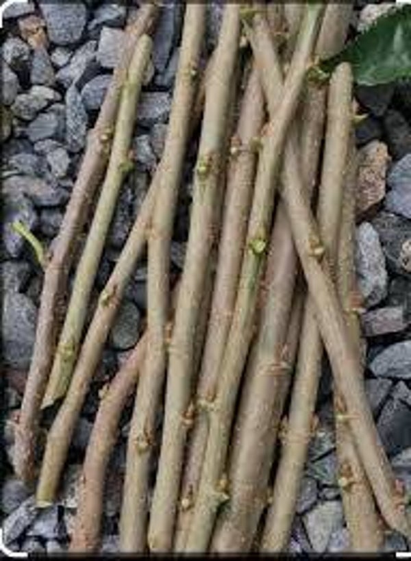 Mulberry Cuttings