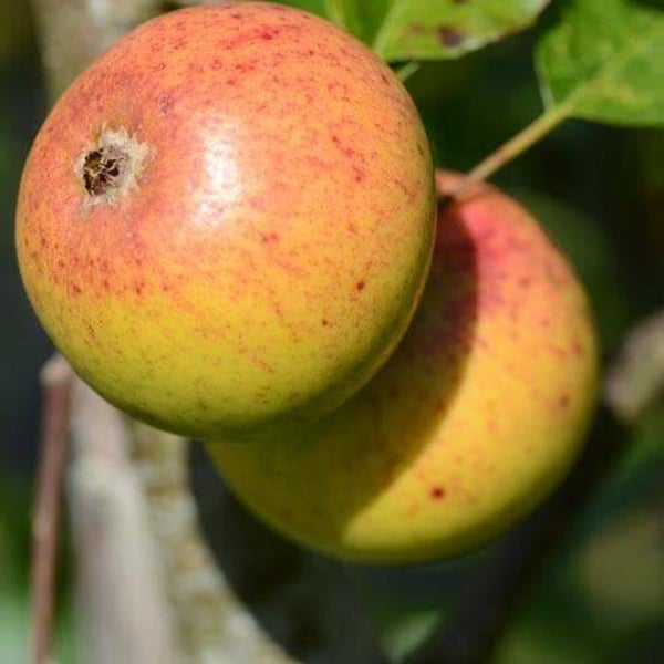 Kilkenny Pearmain(Irish heritage apple)