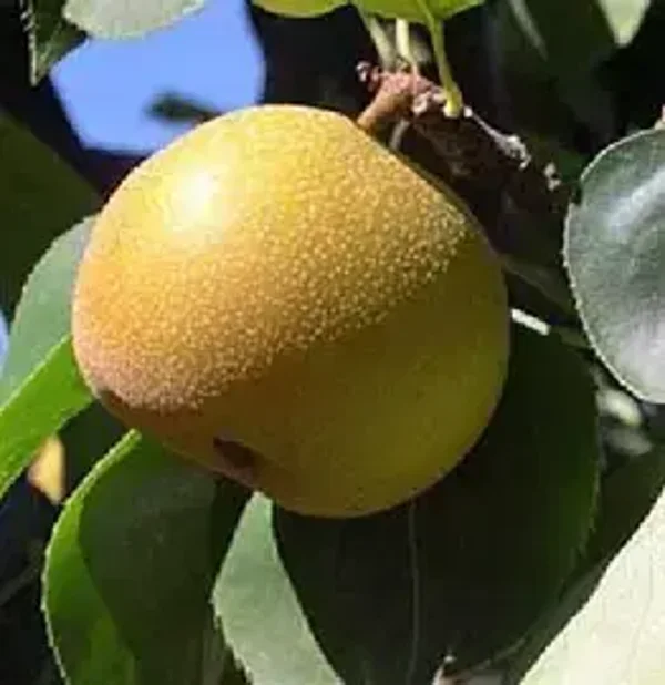 Kimizuka Wase Asian Pear Bareroot