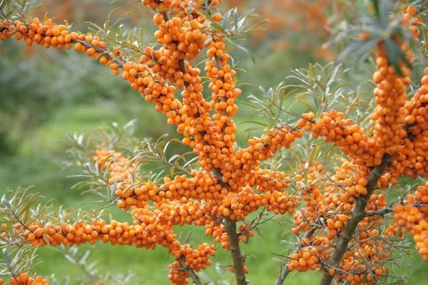 Seabuckthorn Variety Lekora 3ltr pot