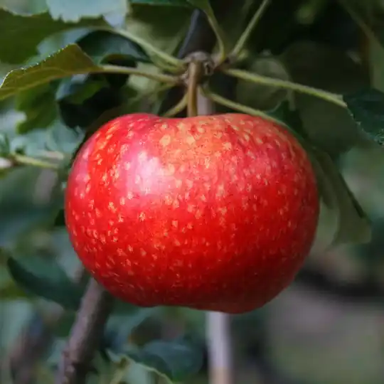 Beauty Of Bath Apple(UK heritage apple)