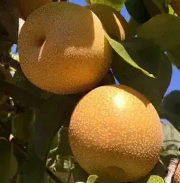 Mansu Asian Pear Bareroot