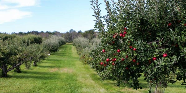 ​Organic Orchard Establishment for Beginners. Coming Soon