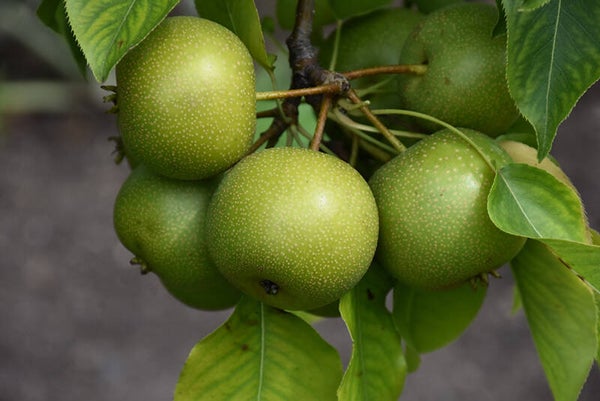 Grafted Asian Pear Nijiessiki