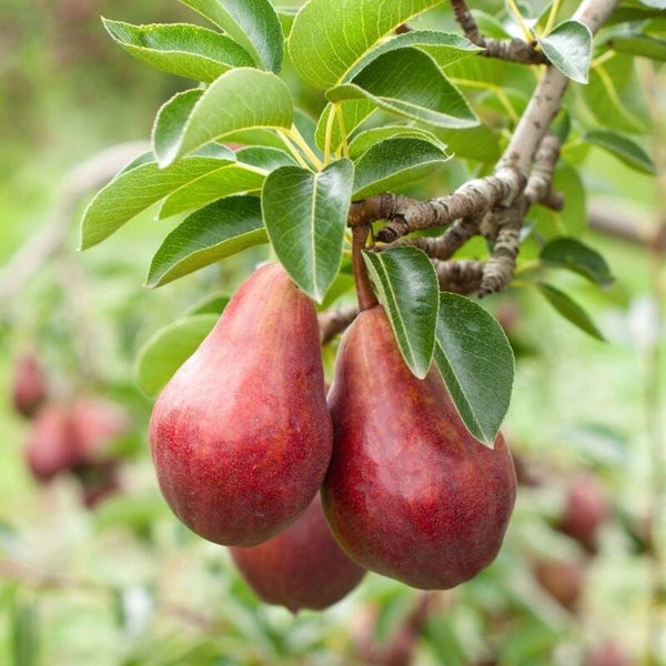 Red Williams Pear