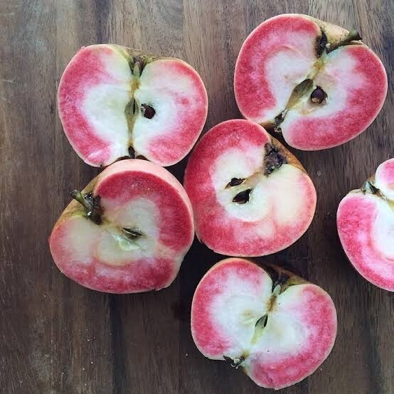 Pink Pearl Red Fleshed apple 4ltr Pot M116