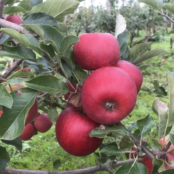 Pirouette Apple on dwarfing rootstock(M27)
