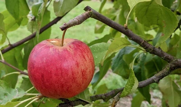 Rubinola Apple
