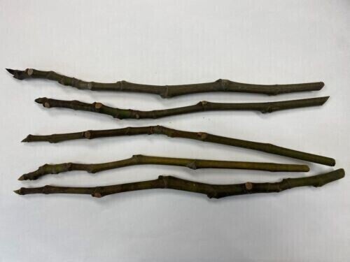 Plum Scion wood for grafting.