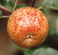 Scarlet Croften (Irish Heritage Apple Tree)