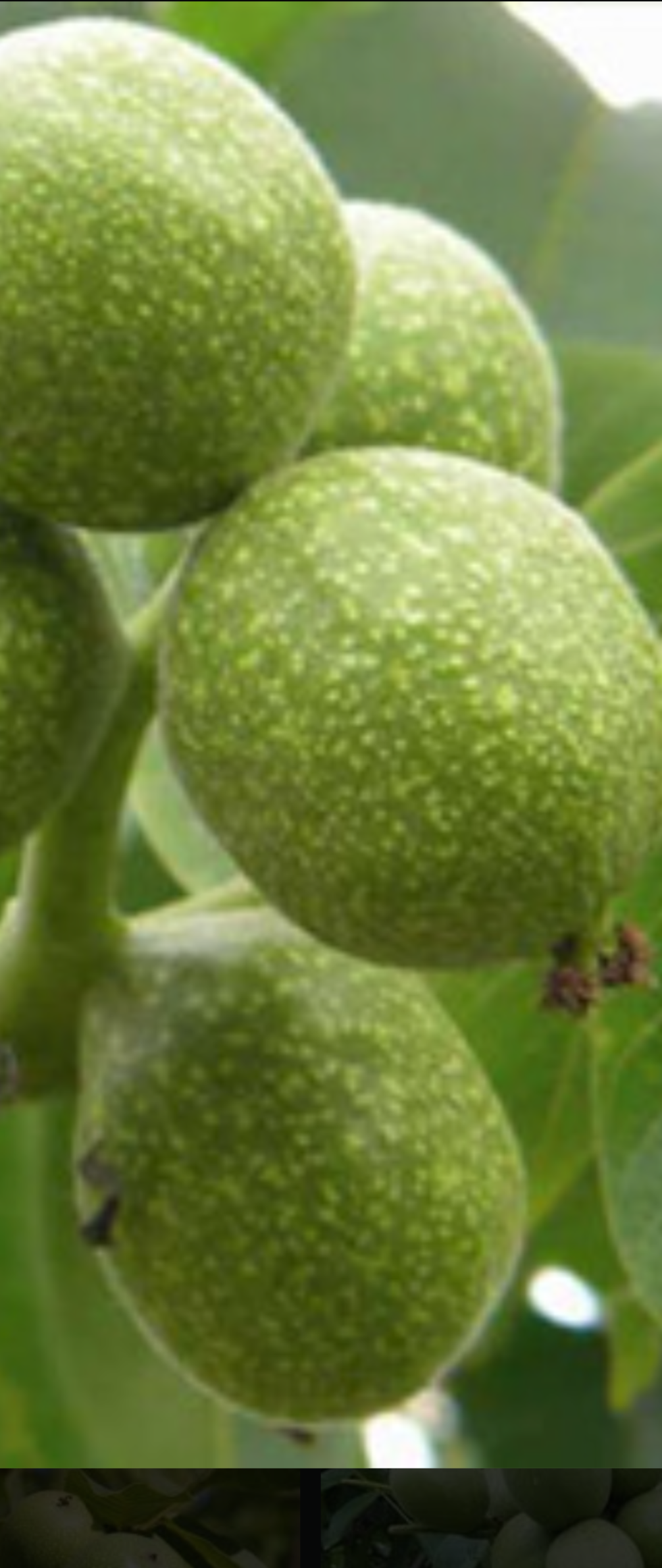 Fernor' Walnut, the top choice for cooler climates like Ireland!