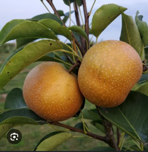 Grafted Asian Pear Kosui