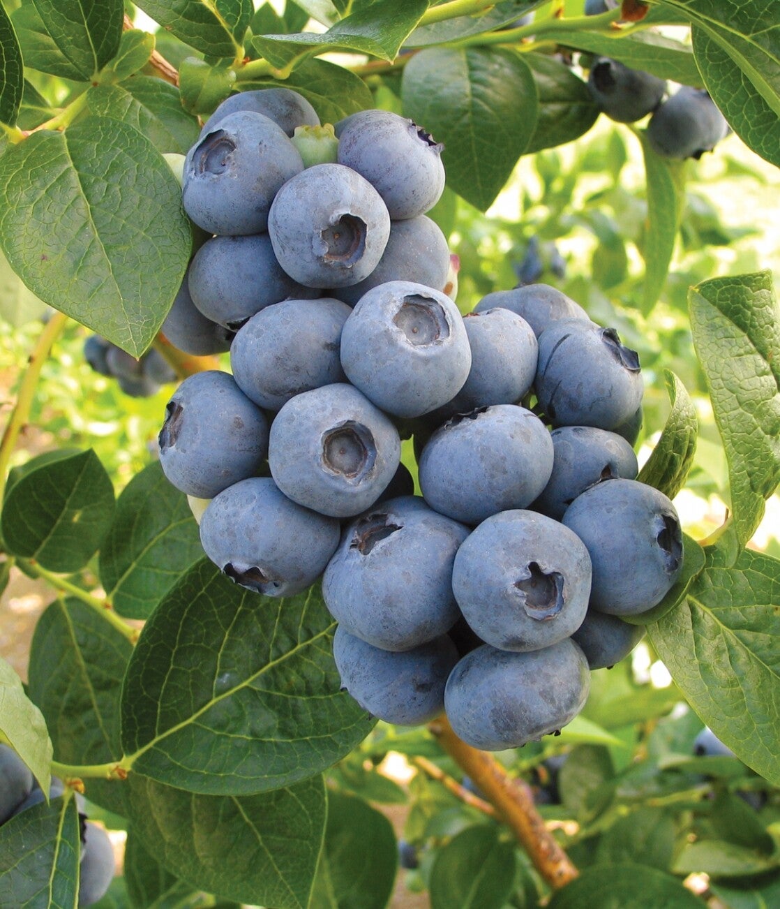 Blueberry Toro Large berry early producer.