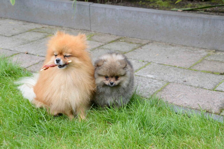 Rio met pup