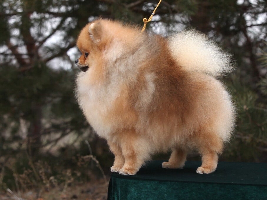 d040-standard.jpg