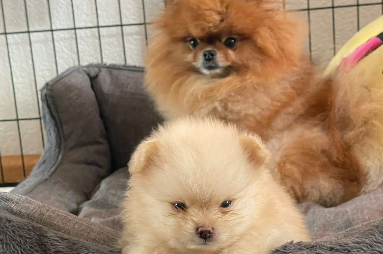 Rio met pup