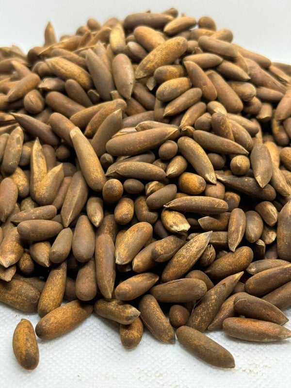 Khost Pine Nuts