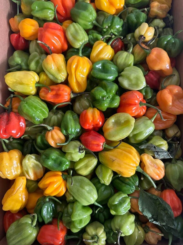 Red Habanero African Chillies