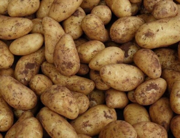 Kartoffeln "Belmonda"