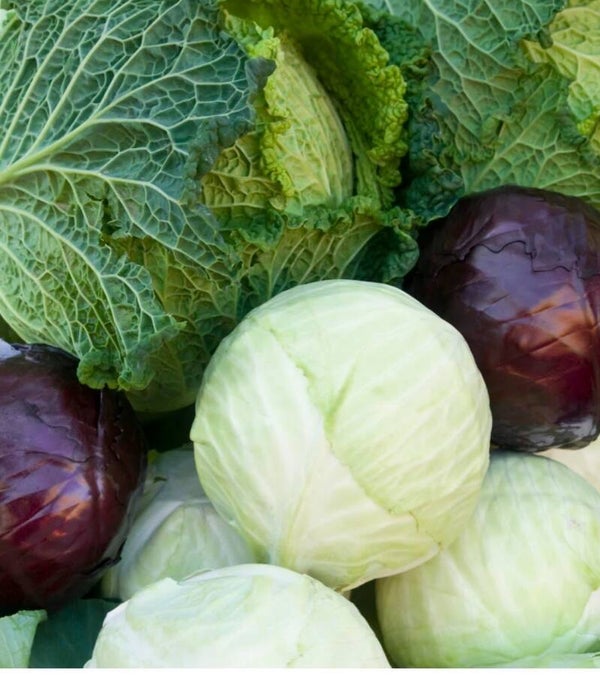 Kraut