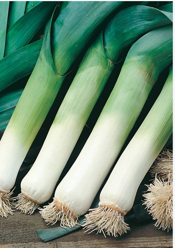 Lauch