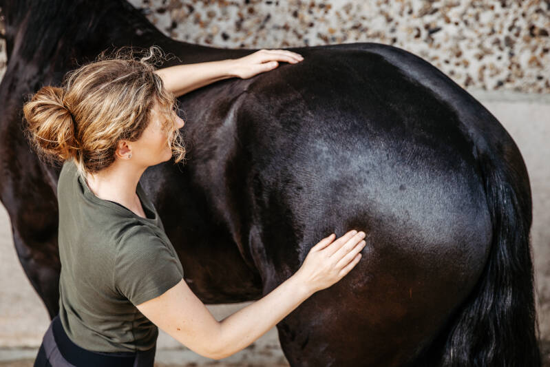 Bodenarbeit und Gymnastizierung am Pferd – Naturness Equine