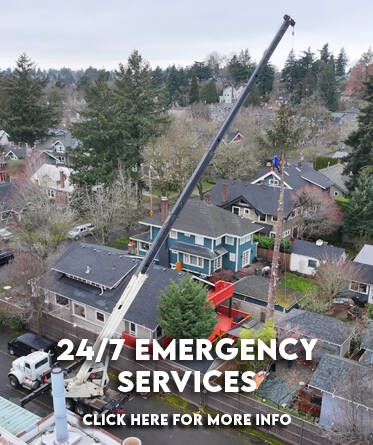 NW Premier Tree Services Beaverton gallery 3