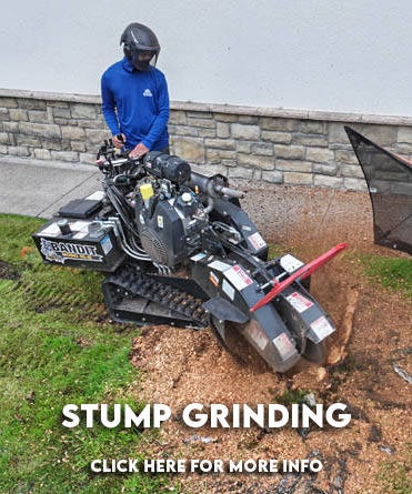 NW Premier Tree Services Beaverton gallery 8
