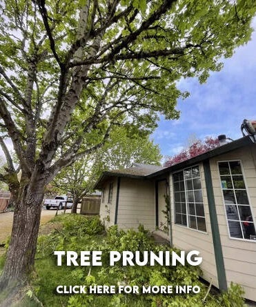 NW Premier Tree Services Beaverton gallery 5