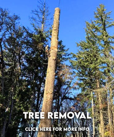 NW Premier Tree Services Beaverton gallery 4