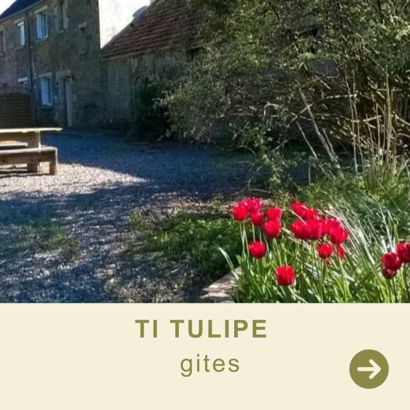 ti tulipe  