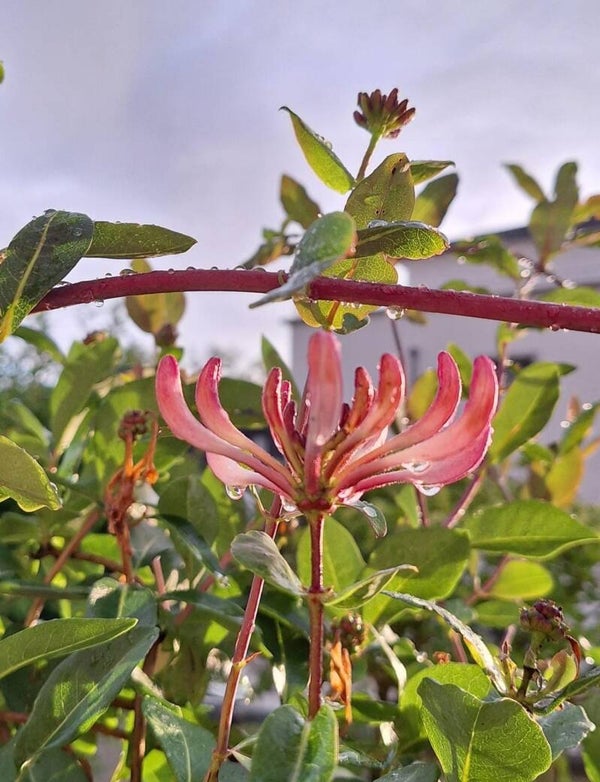 Tea Preview - May / June 2026