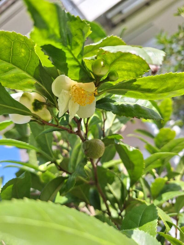 Tea Preview - April /May 2026